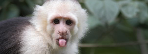 Догляд за мавпою капуцином